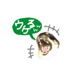 毎日コタロー2（個別スタンプ：7）