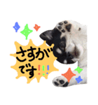 毎日コタロー2（個別スタンプ：11）
