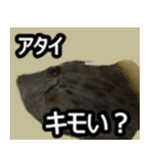 ザ・魚（個別スタンプ：1）