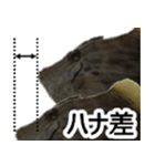 ザ・魚（個別スタンプ：4）