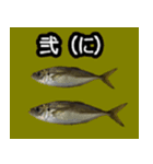 ザ・魚（個別スタンプ：13）