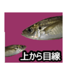 ザ・魚（個別スタンプ：16）