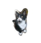 I lovecat（個別スタンプ：1）