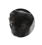 I lovecat（個別スタンプ：7）
