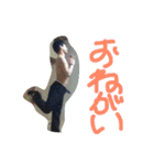 FUNNYLIFE公式スタンプ（個別スタンプ：36）