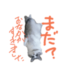 ネコ様ネコさまツルとカメ（個別スタンプ：3）