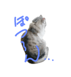 ネコ様ネコさまツルとカメ（個別スタンプ：4）