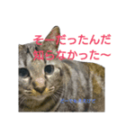 ネコ様ネコさまツルとカメ（個別スタンプ：5）
