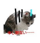 ネコ様ネコさまツルとカメ（個別スタンプ：7）