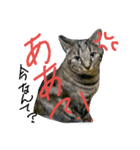 ネコ様ネコさまツルとカメ（個別スタンプ：9）