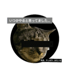 ネコ様ネコさまツルとカメ（個別スタンプ：14）
