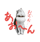 ネコ様ネコさまツルとカメ（個別スタンプ：15）