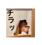 いとまる1130、3（個別スタンプ：3）