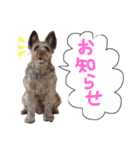 看板犬リリーちゃん♪（個別スタンプ：1）