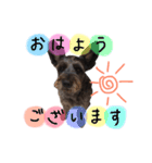 看板犬リリーちゃん♪（個別スタンプ：2）