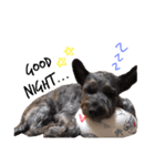看板犬リリーちゃん♪（個別スタンプ：3）