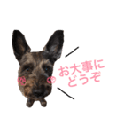 看板犬リリーちゃん♪（個別スタンプ：4）