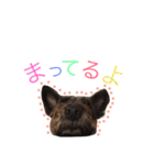 看板犬リリーちゃん♪（個別スタンプ：9）