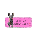 看板犬リリーちゃん♪（個別スタンプ：10）