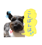 看板犬リリーちゃん♪（個別スタンプ：11）