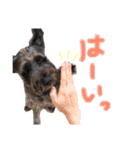 看板犬リリーちゃん♪（個別スタンプ：14）