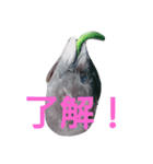 マグロのお頭キュウリ添え（個別スタンプ：12）