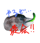 マグロのお頭キュウリ添え（個別スタンプ：16）