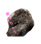 ゆかいなワンコたち（個別スタンプ：2）