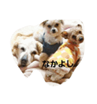 ゆかいなワンコたち（個別スタンプ：3）