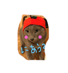 のんびりにゃん（個別スタンプ：7）