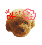 family.dog（個別スタンプ：8）