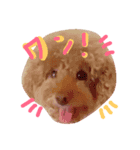 family.dog（個別スタンプ：9）