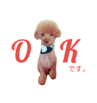 family.dog（個別スタンプ：10）