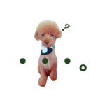 family.dog（個別スタンプ：11）
