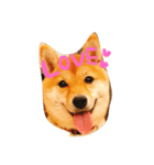 豆柴ゆず（個別スタンプ：1）