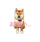 豆柴ゆず（個別スタンプ：2）