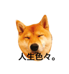 豆柴ゆず（個別スタンプ：7）