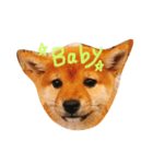 豆柴ゆず（個別スタンプ：8）