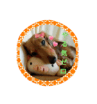 クルミとチャビ（個別スタンプ：3）