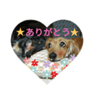 クルミとチャビ（個別スタンプ：4）