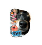 クルミとチャビ（個別スタンプ：6）