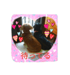 クルミとチャビ（個別スタンプ：22）