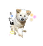 阿部家のPet（個別スタンプ：1）