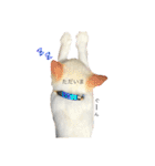 阿部家のPet（個別スタンプ：4）