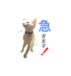 阿部家のPet（個別スタンプ：6）