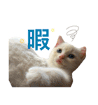 阿部家のPet（個別スタンプ：7）