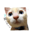 阿部家のPet（個別スタンプ：9）