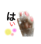 阿部家のPet（個別スタンプ：11）