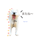 阿部家のPet（個別スタンプ：13）