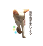 阿部家のPet（個別スタンプ：14）